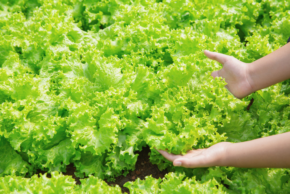 From Bitter to Sweet: Cultivating a Variety of Salad Greens