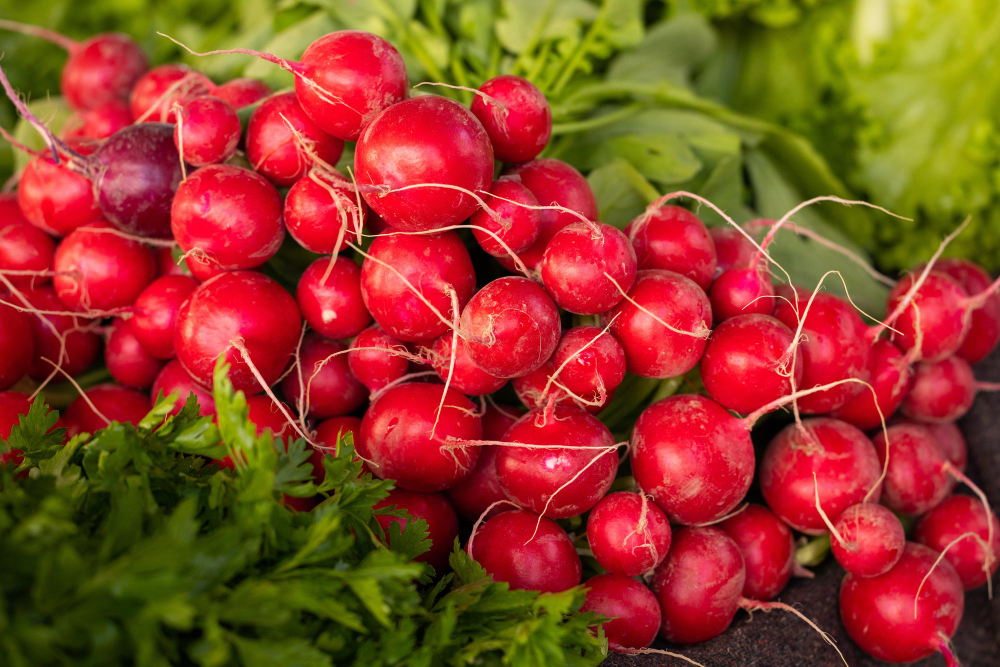 Radish Revelations: Quick Tips for Rapid Growth