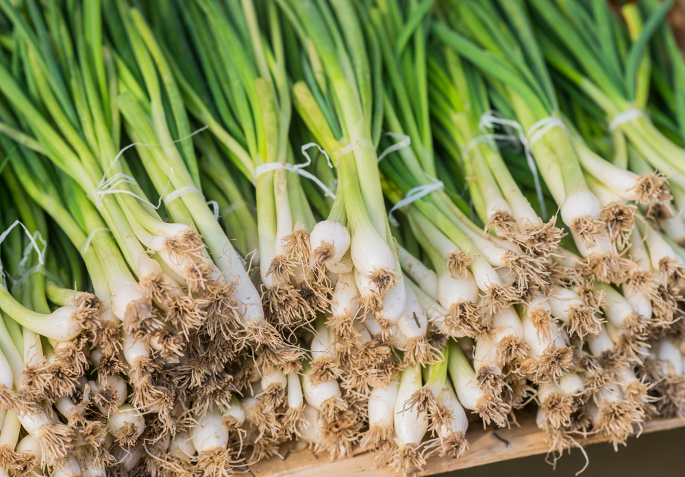 Onions Unearthed: The Layers of Growing Bulb Vegetables