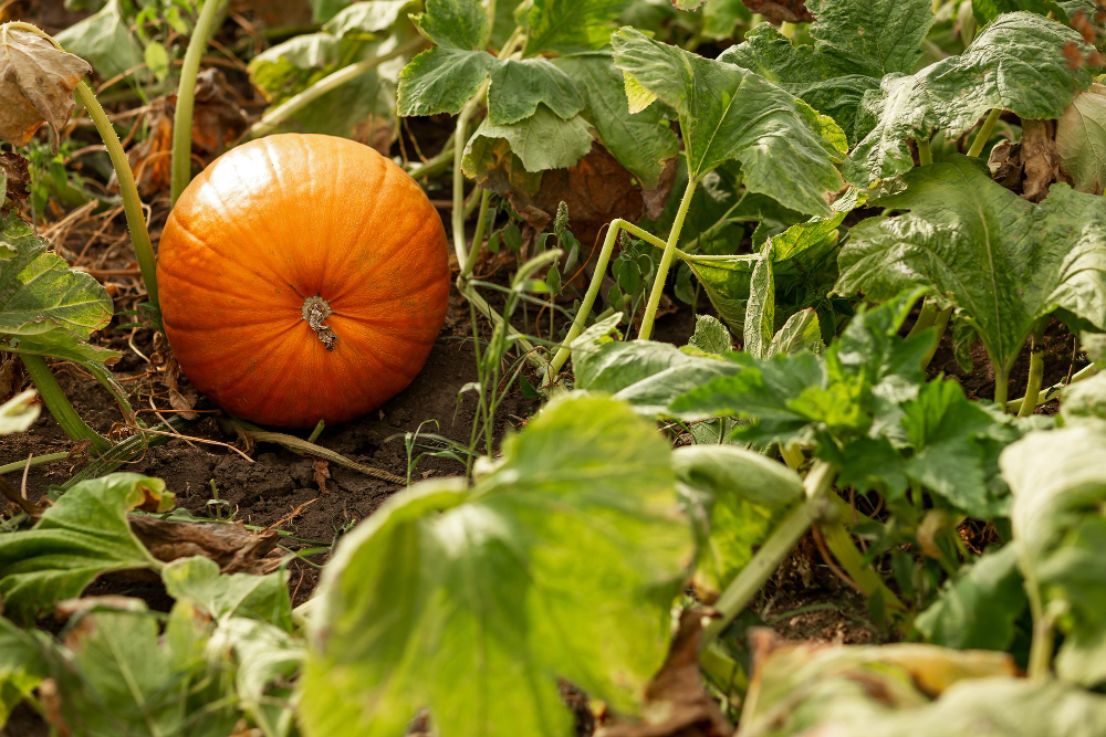 The Pumpkin Patch: Growing Gourds for Food and Fun