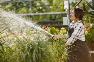 Efficient watering techniques: a woman in an apron watering greenhouse plants with a hose spray nozzle.