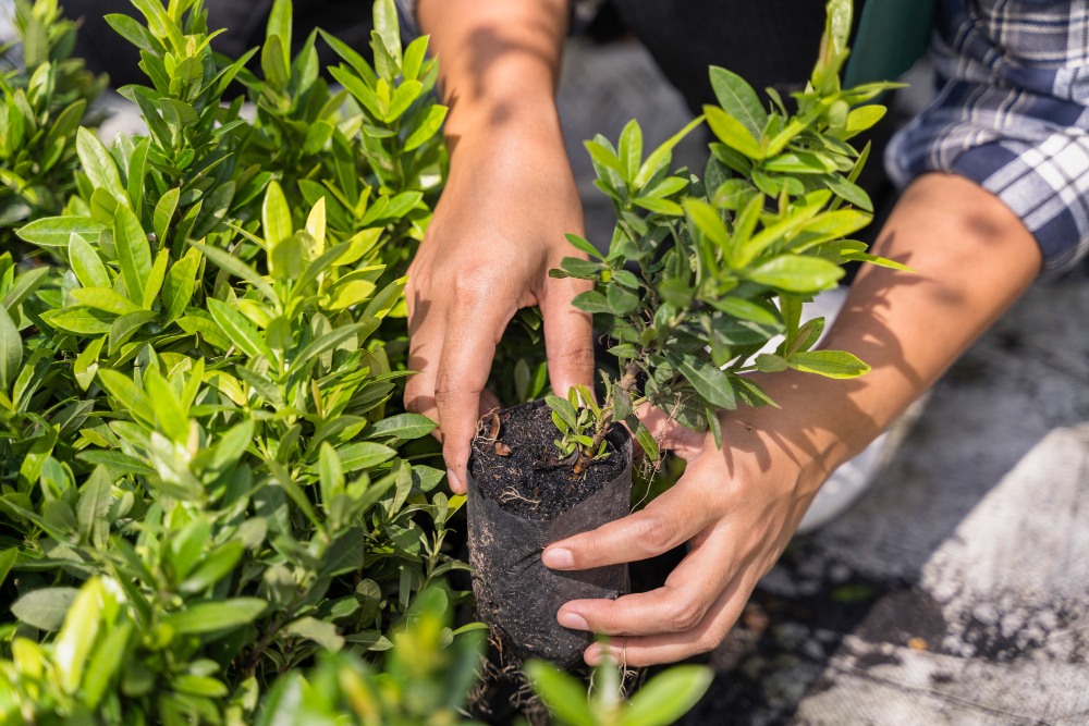 The Beginner’s Guide to Succession Planting for Continuous Vegetable Harvests