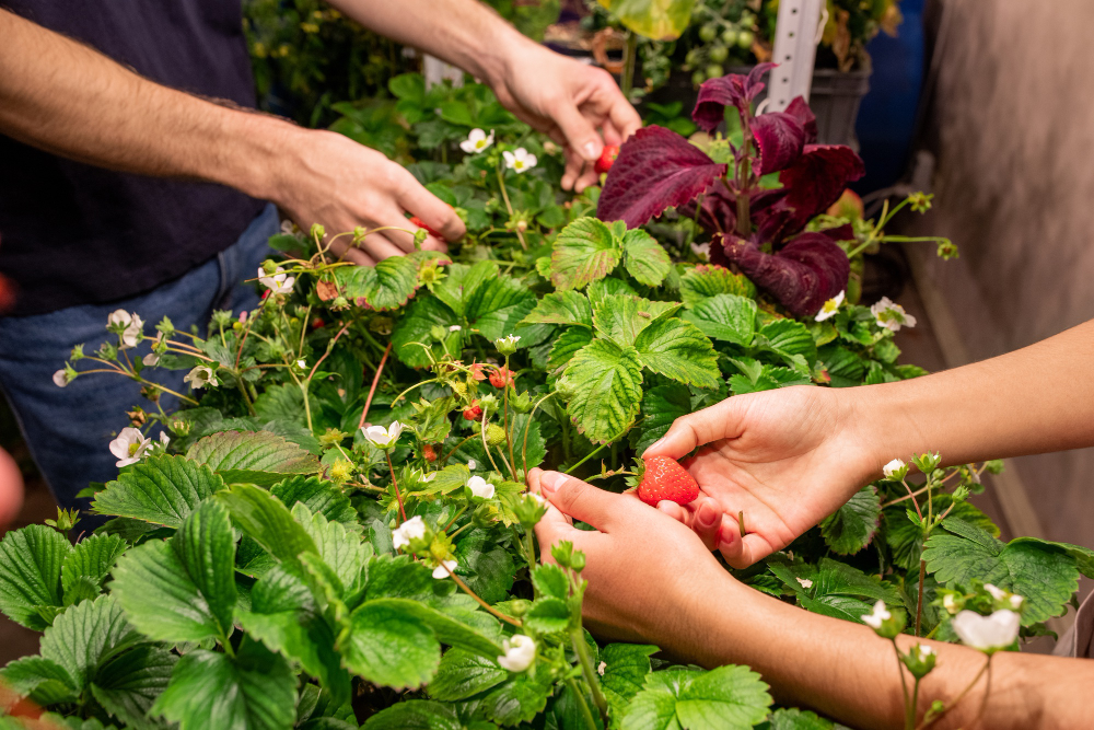 Companion Planting in the Vegetable Garden: Boosting Yield and Harmony Naturally