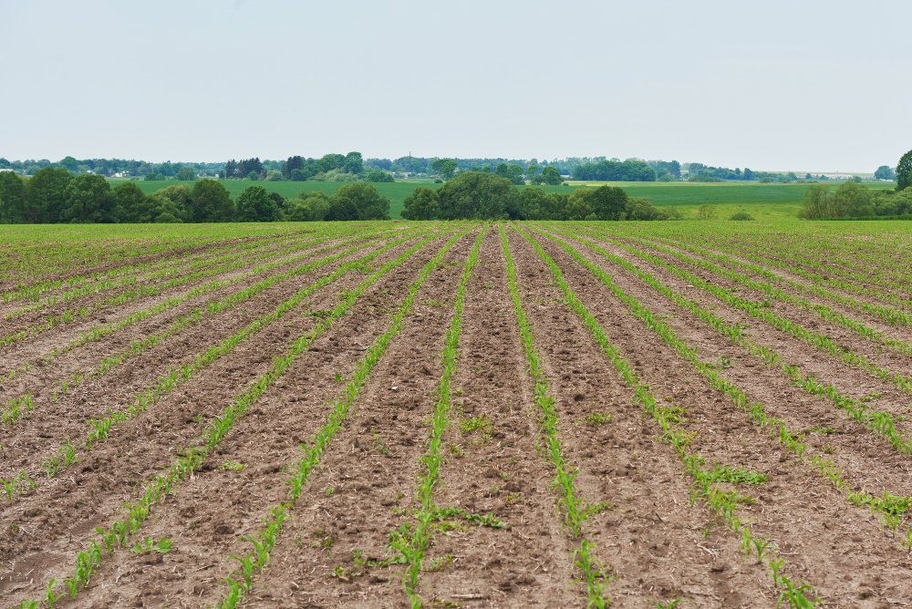 Small Plot, Big Harvest: Planning Your High-Yield Vegetable Garden