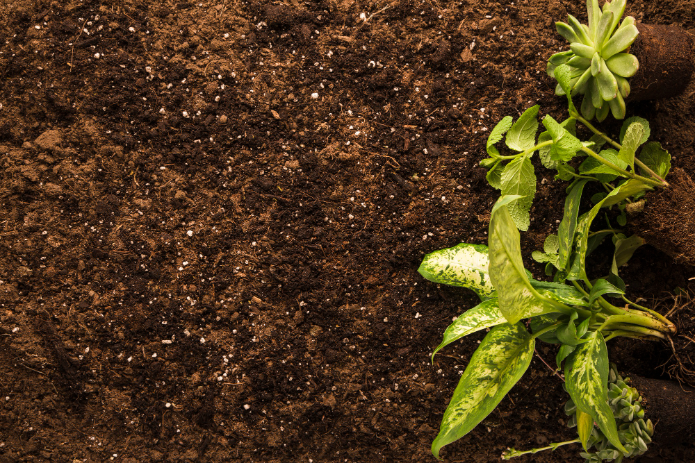 Unlocking the Secrets of Soil Health: Organic Amendments for Vegetable Gardens