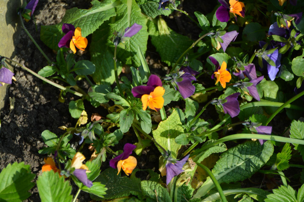 The Edible Flower Garden: Adding Color and Flavor to Your Vegetable Plot