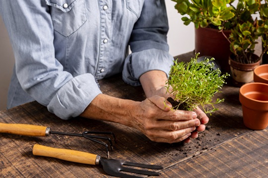 Reviving the Lost Art of Heirloom Gardening