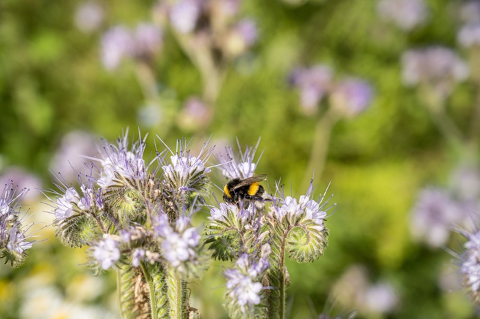 Attracting Pollinators to Your Vegetable Garden