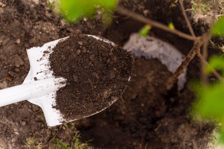 Soil amendments in action: a shovel holding dark soil above a planting hole next to a young plant.