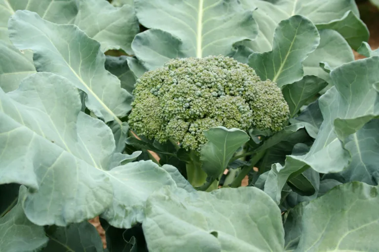 Growing brassicas in a backyard garden: a broccoli head surrounded by large green leaves.