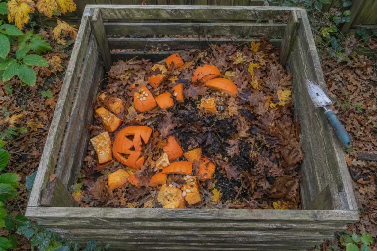 Composting pumpkins: chopped jack-o'-lantern pieces and seeds layered with fallen oak leaves in a wooden compost bin.