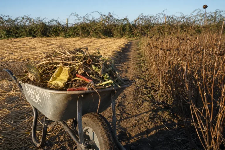 Fall garden cleanup: a wheelbarrow of cut stems on the path between a bed strawed and a bed left standing with seed heads.