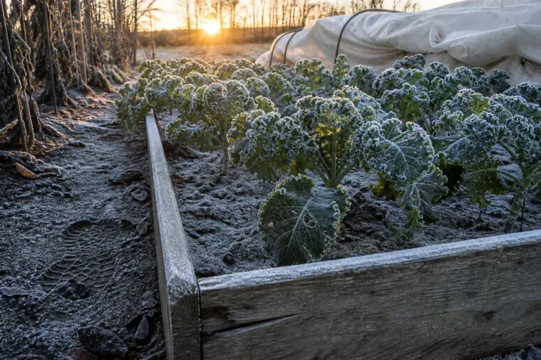 First frost date: white frost on kale leaves and on the soil of a raised bed at sunrise, with the crop still standing.