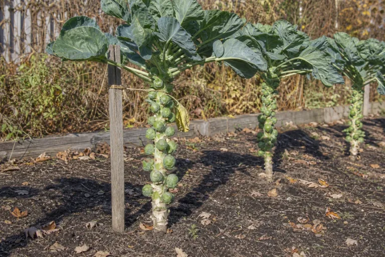 Growing Brussels sprouts in a garden bed: a tall stalk packed with tight green sprouts between the leaf scars.