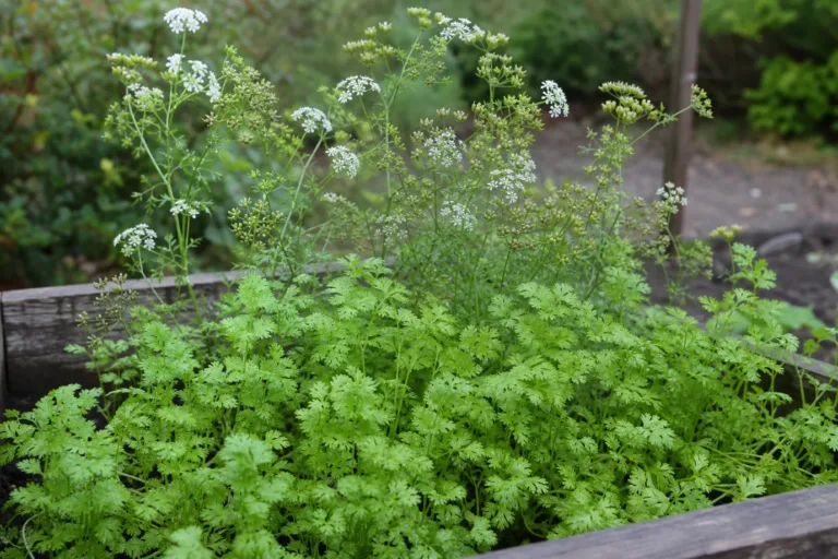 Growing cilantro in a raised bed: young lacy leaves in front, bolted plants behind with white flowers and green coriander seeds