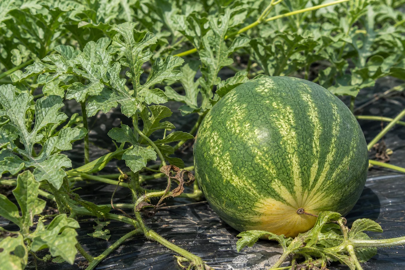 Growing watermelon on black plastic mulch: a striped melon among the vines, with a dried tendril near its stem and a pale yellow ground spot