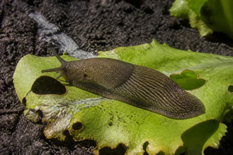 Slug and snail control: a large slug on a lettuce leaf eaten through with smooth-edged holes, its slime trail on wet soil.