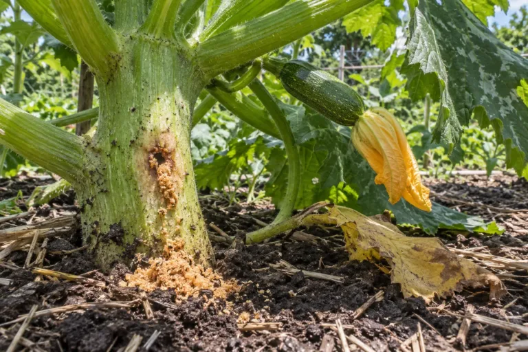 Squash vine borer damage: a zucchini stem with an entry hole and orange frass at the base