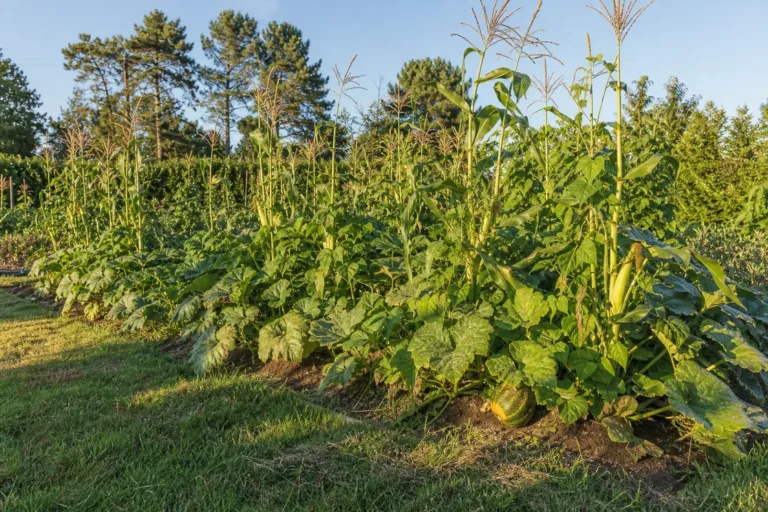 Three Sisters Garden in late summer: tasseling corn with bean vines on the stalks and squash leaves over the mounds.